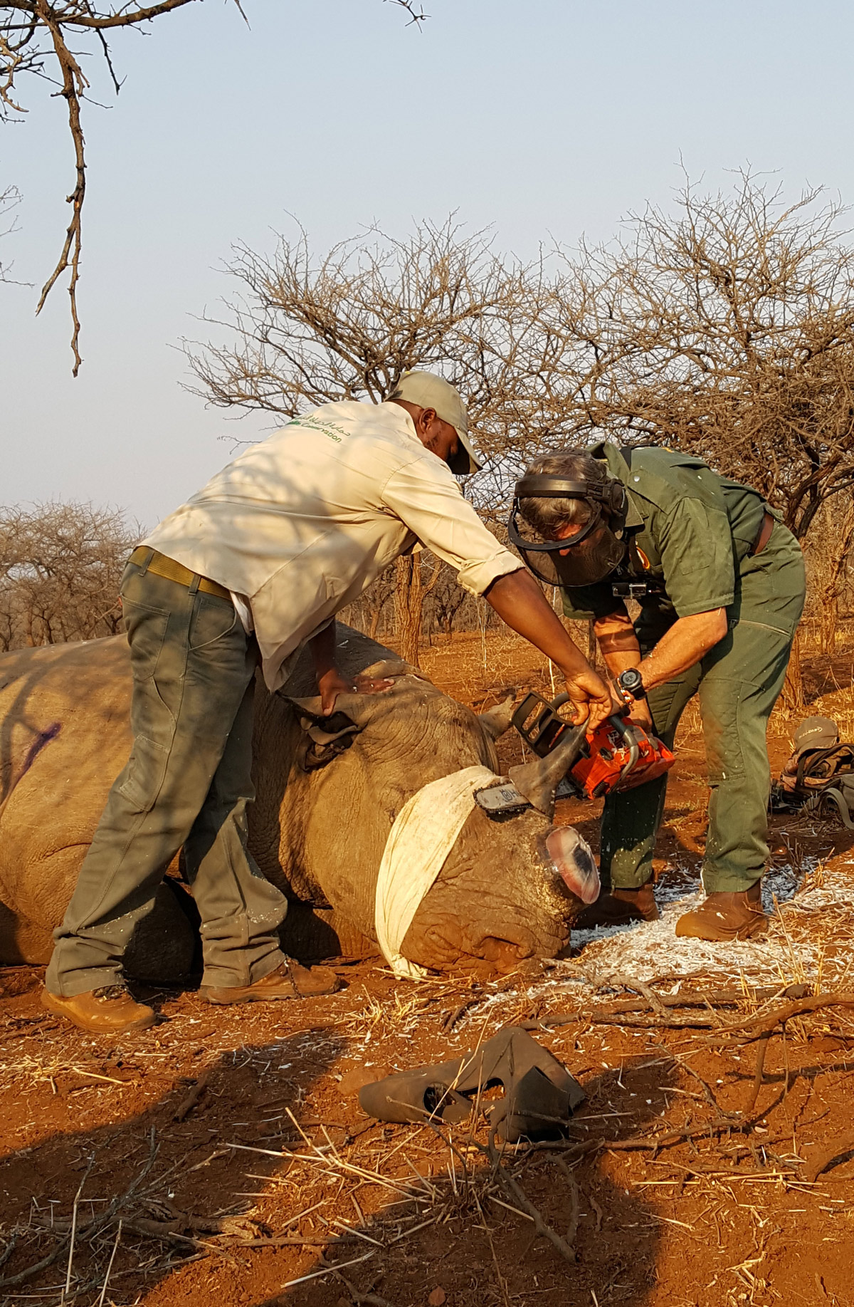 removing a horn from a rhino